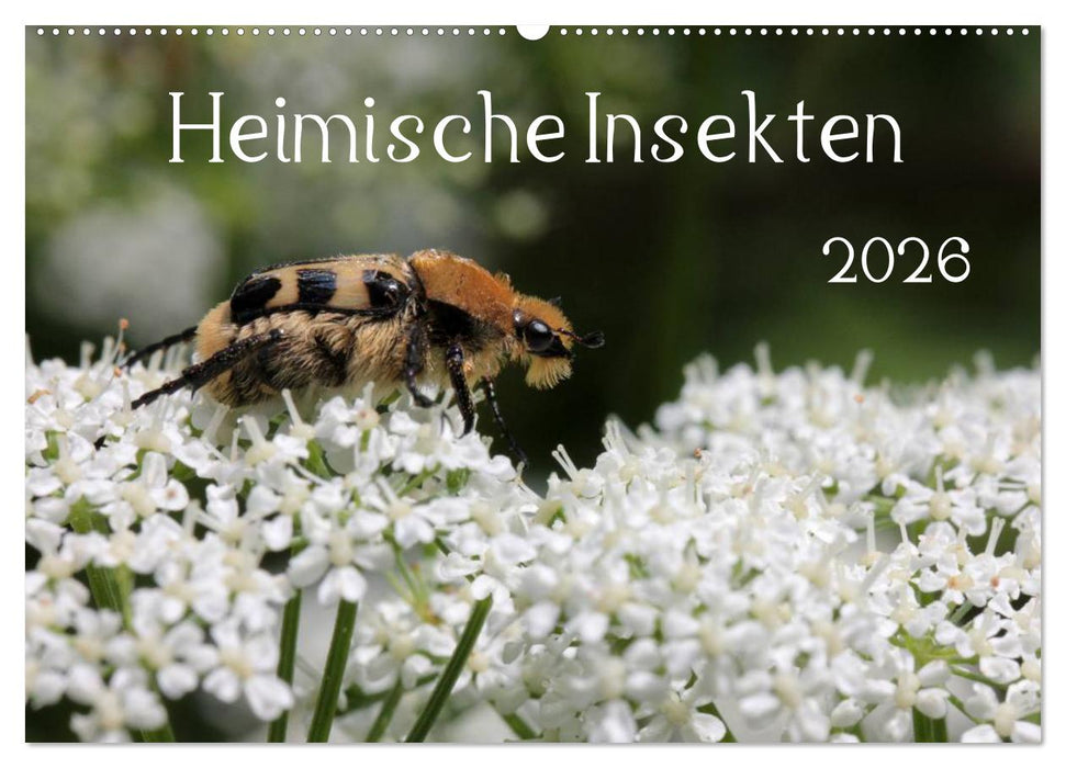 Heimische Insekten 2026 (CALVENDO Wandkalender 2026)
