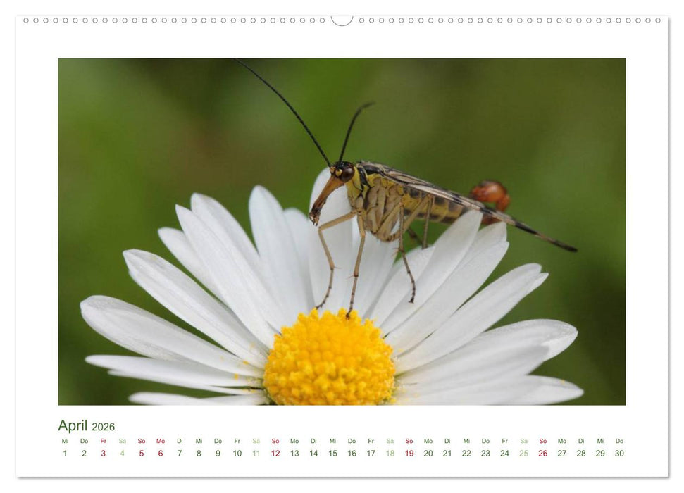 Heimische Insekten 2026 (CALVENDO Wandkalender 2026)
