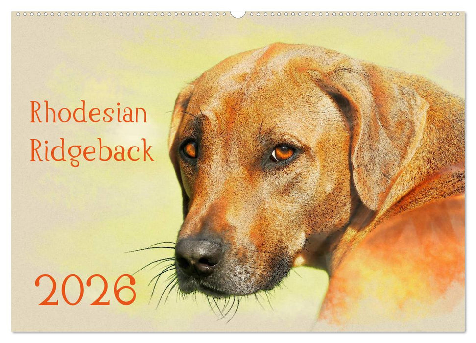 Rhodesian Ridgeback 2026 (CALVENDO Wandkalender 2026)