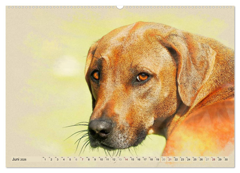 Rhodesian Ridgeback 2026 (CALVENDO Wandkalender 2026)