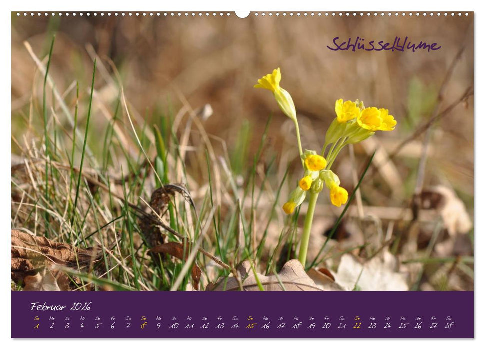 Heilkräuterkalender (CALVENDO Wandkalender 2026)