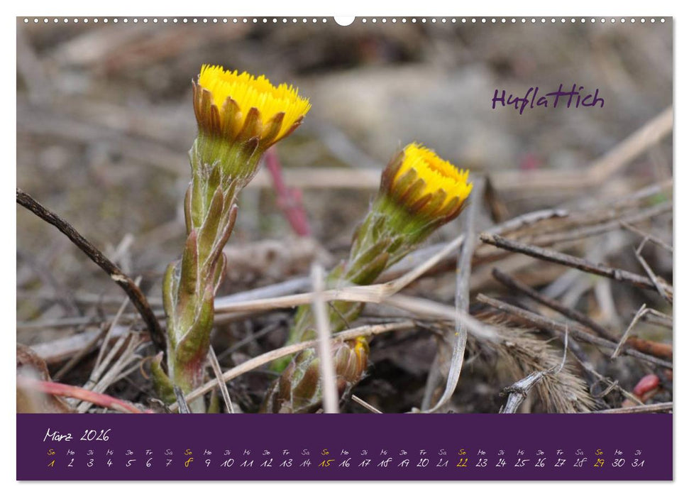 Heilkräuterkalender (CALVENDO Wandkalender 2026)