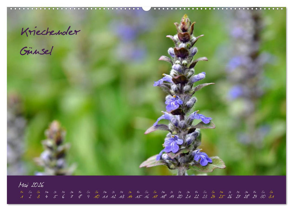 Heilkräuterkalender (CALVENDO Wandkalender 2026)