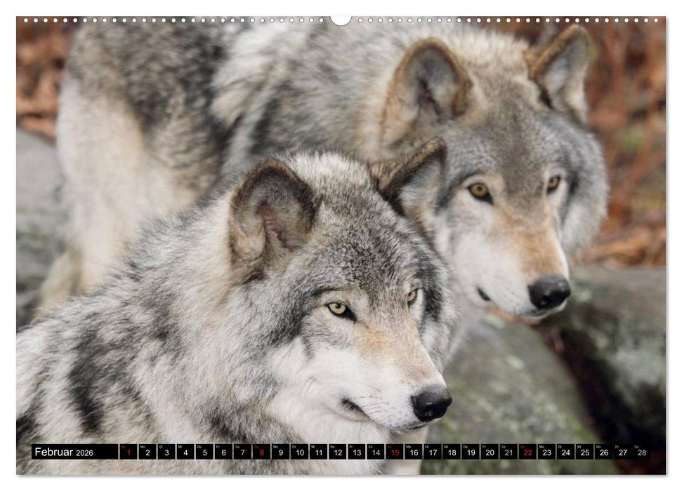 Kanada - Das Paradies für Entdecker (CALVENDO Premium Wandkalender 2026)