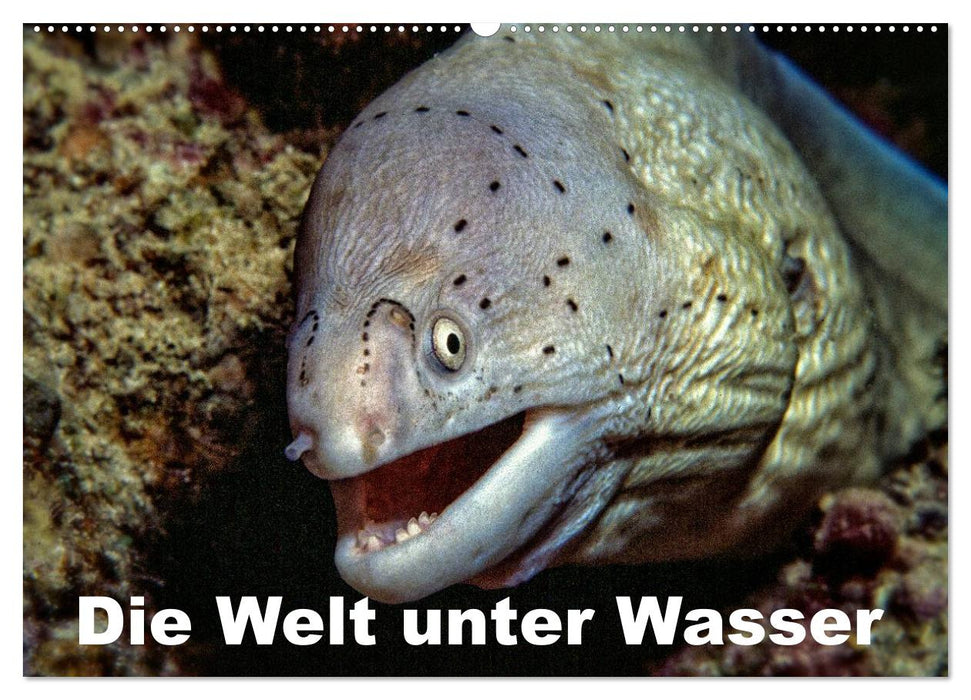Die Welt unter Wasser (CALVENDO Wandkalender 2026)