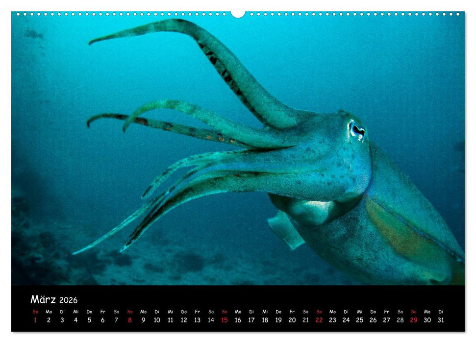 Die Welt unter Wasser (CALVENDO Wandkalender 2026)