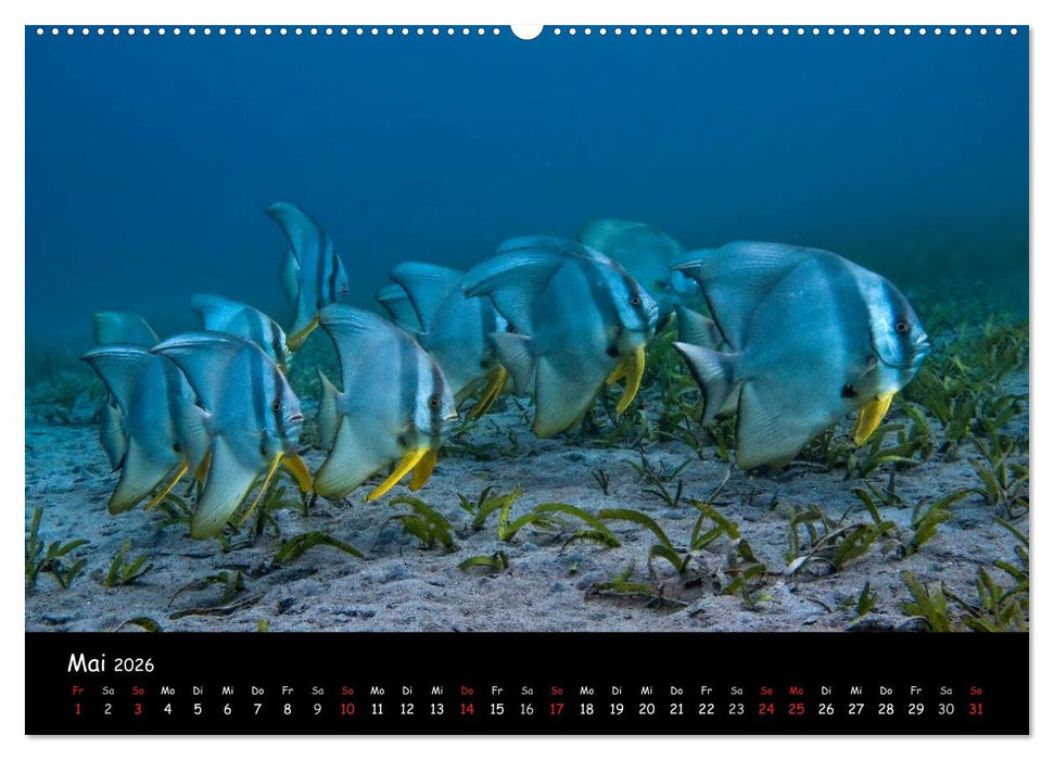 Die Welt unter Wasser (CALVENDO Wandkalender 2026)