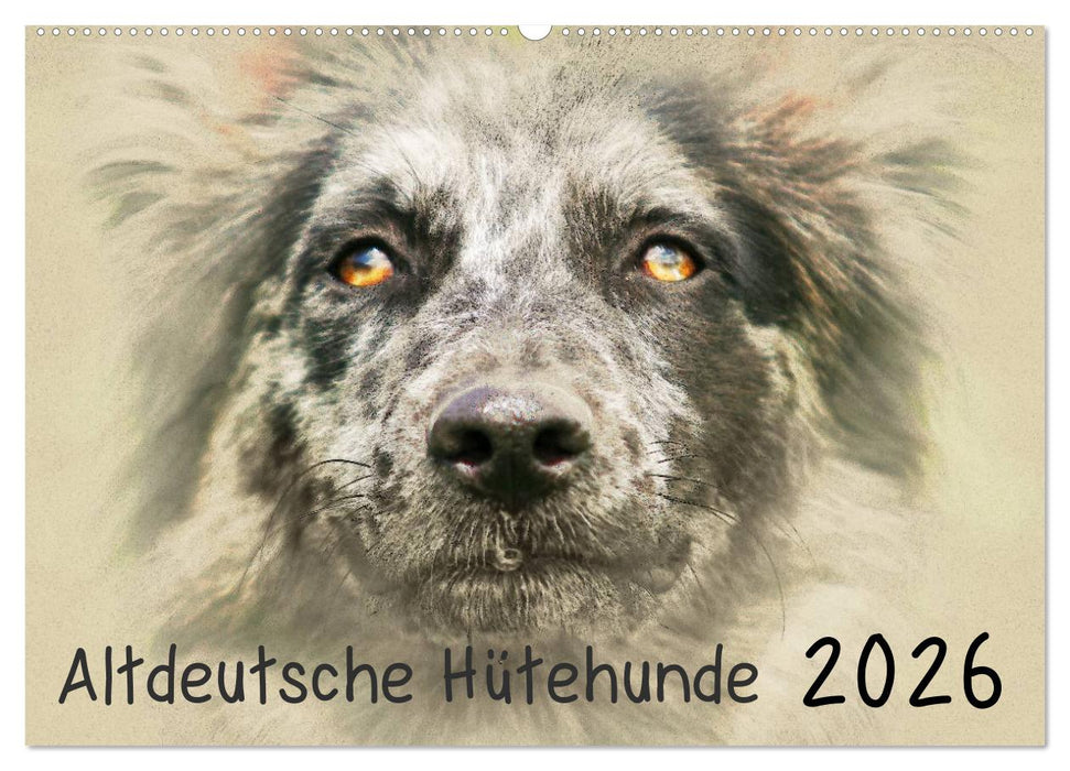 Altdeutsche Hütehunde 2026 (CALVENDO Wandkalender 2026)