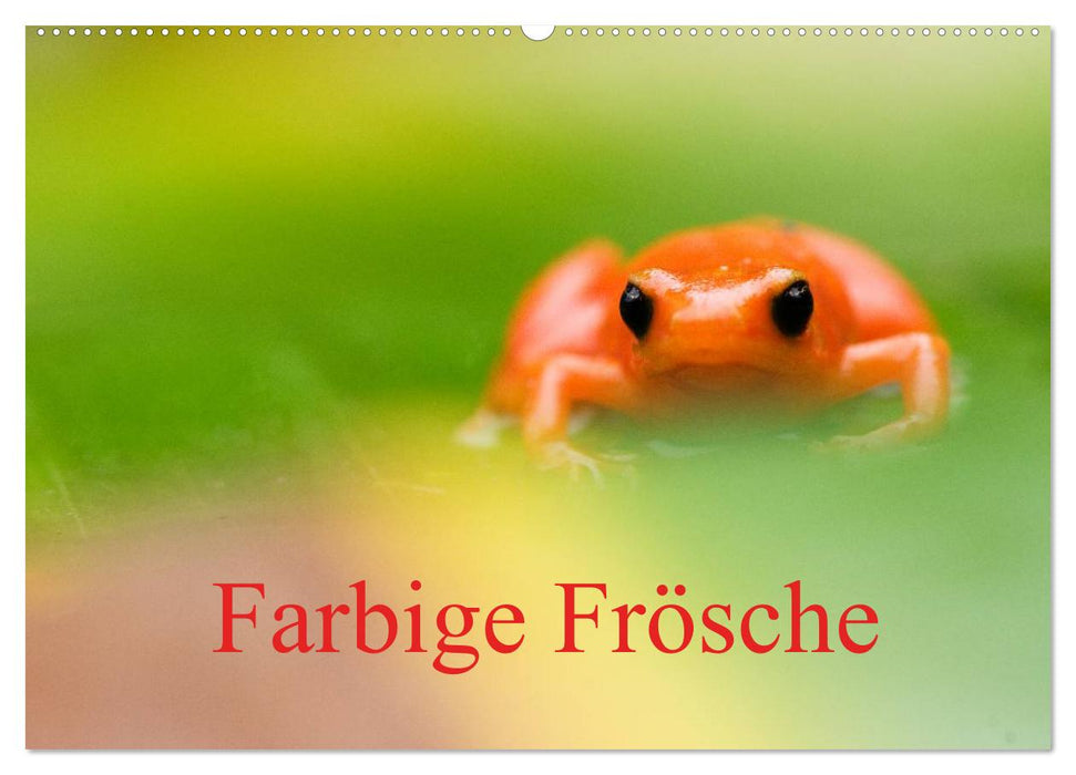 Farbige Frösche (CALVENDO Wandkalender 2026)