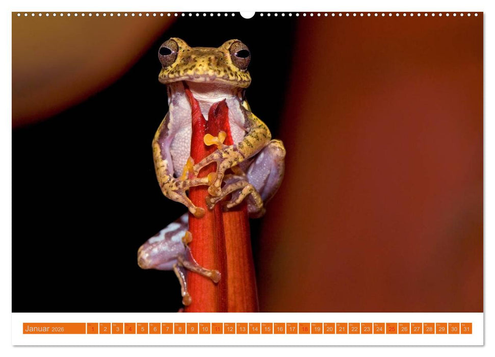 Farbige Frösche (CALVENDO Wandkalender 2026)