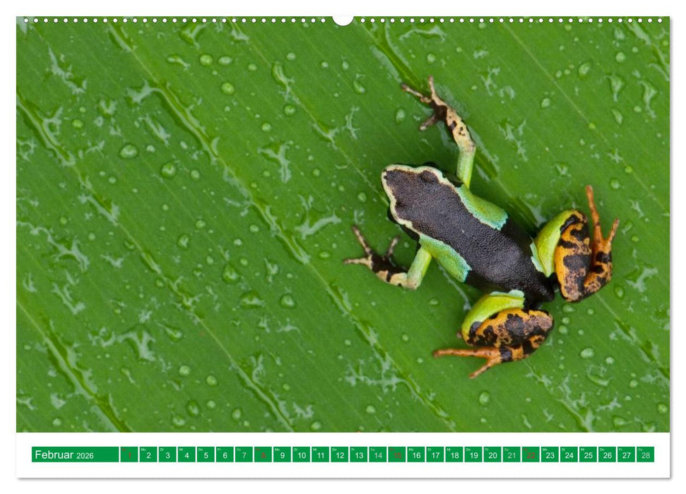 Farbige Frösche (CALVENDO Wandkalender 2026)