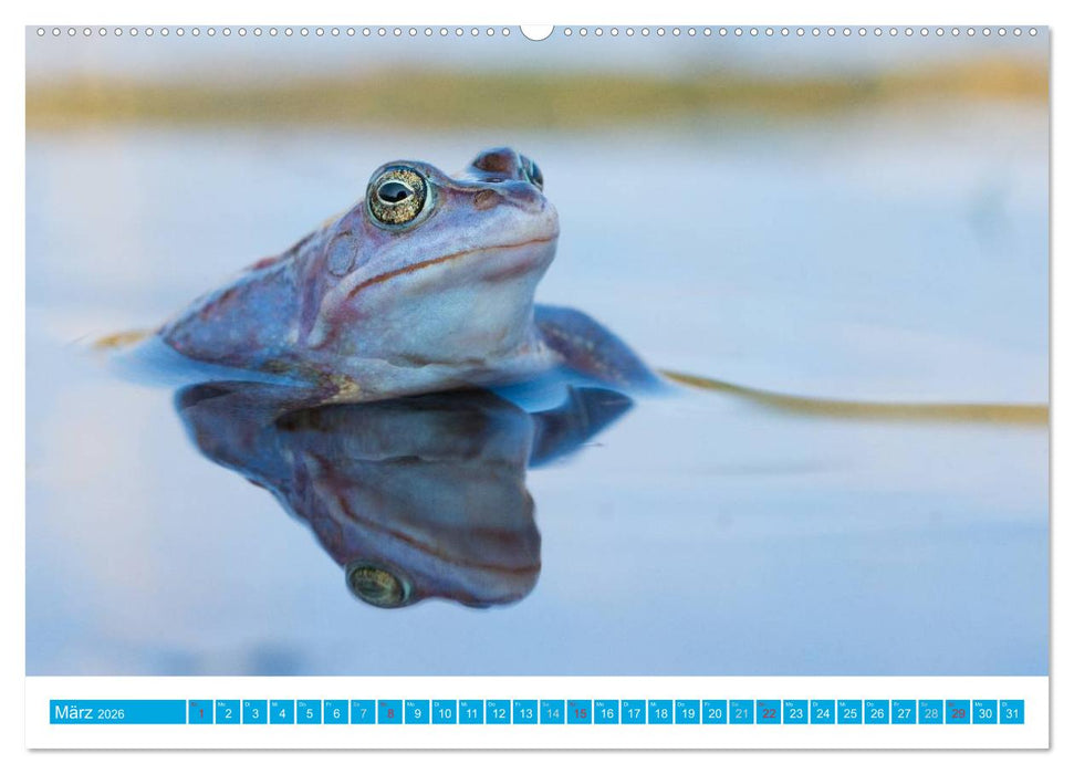 Farbige Frösche (CALVENDO Wandkalender 2026)