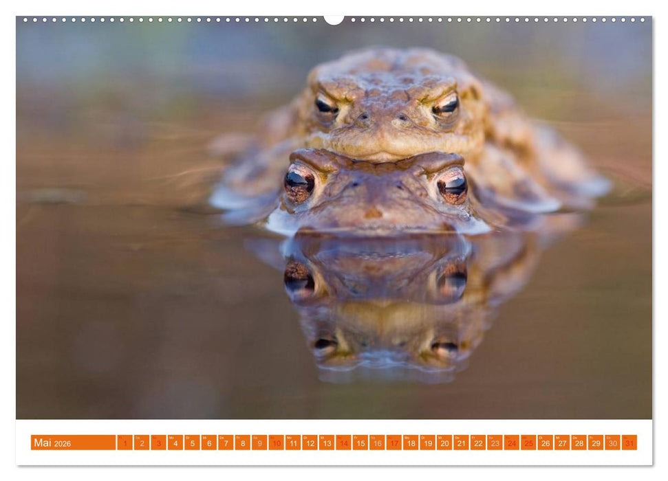 Farbige Frösche (CALVENDO Wandkalender 2026)