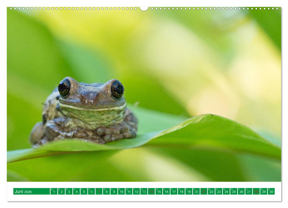 Farbige Frösche (CALVENDO Wandkalender 2026)