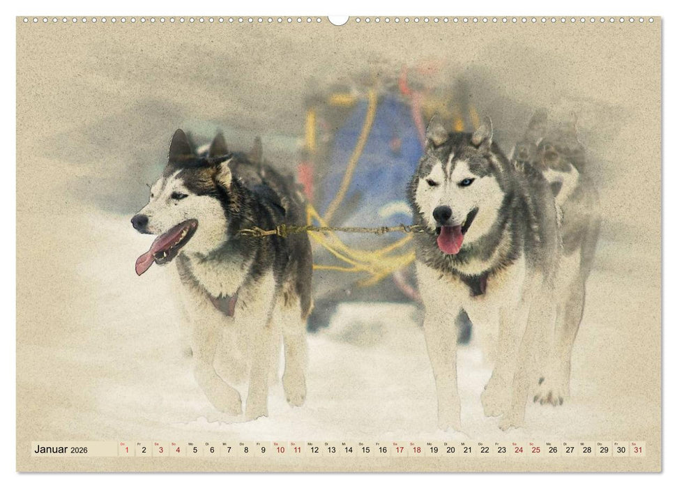 Schlittenhunde 2026 (CALVENDO Wandkalender 2026)