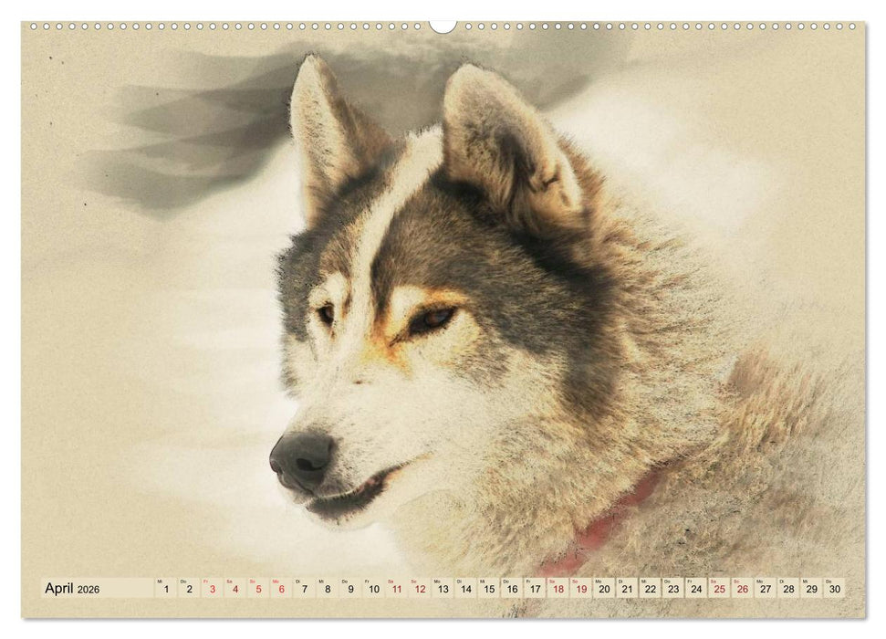 Schlittenhunde 2026 (CALVENDO Wandkalender 2026)