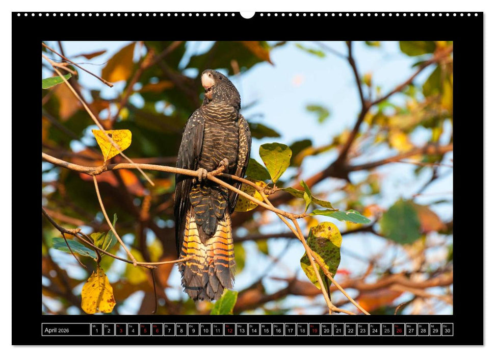 Vögel von "Down Under" Australien (CALVENDO Premium Wandkalender 2026)