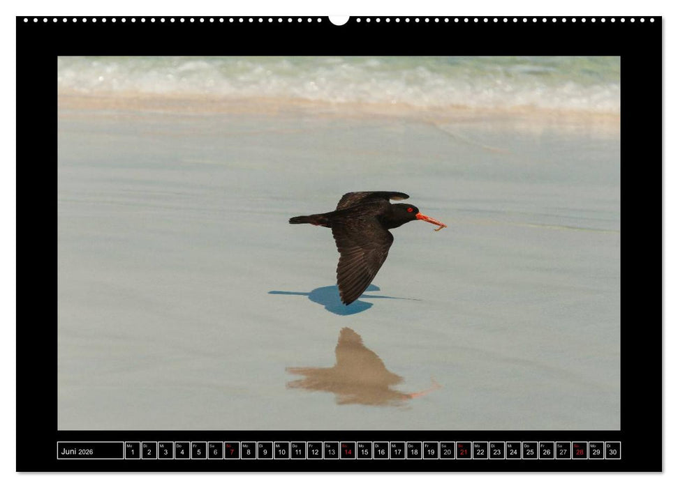 Vögel von "Down Under" Australien (CALVENDO Premium Wandkalender 2026)