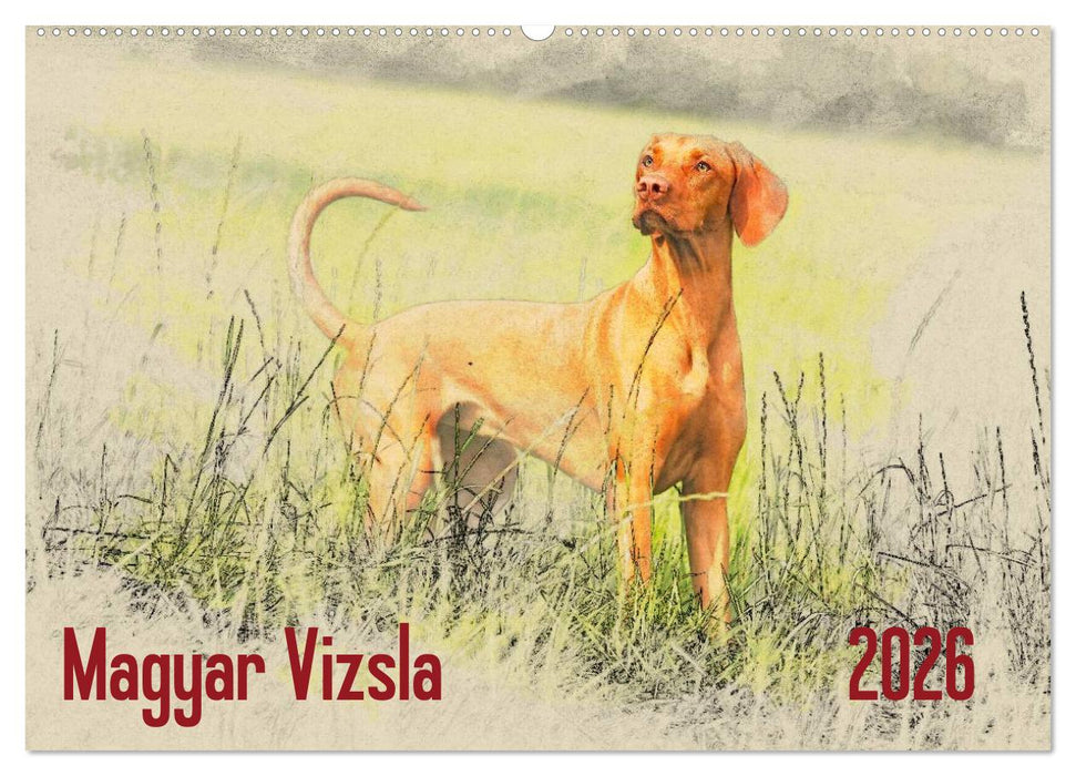 Magyar Vizsla 2026 (CALVENDO Wandkalender 2026)