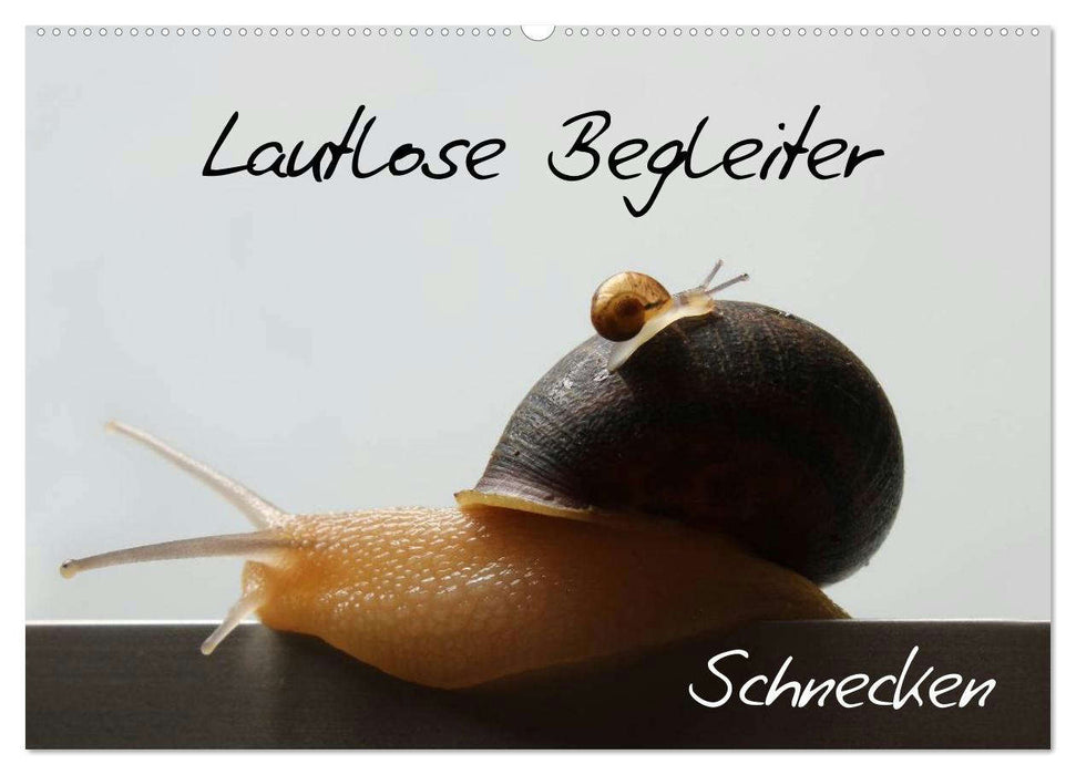 Lautlose Begleiter - Schnecken (CALVENDO Wandkalender 2026)