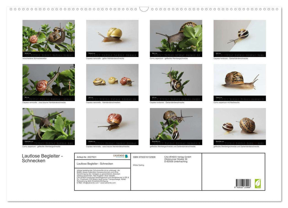 Lautlose Begleiter - Schnecken (CALVENDO Wandkalender 2026)