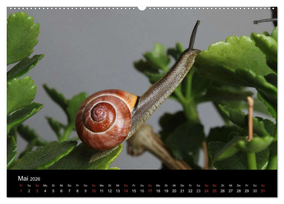 Lautlose Begleiter - Schnecken (CALVENDO Wandkalender 2026)