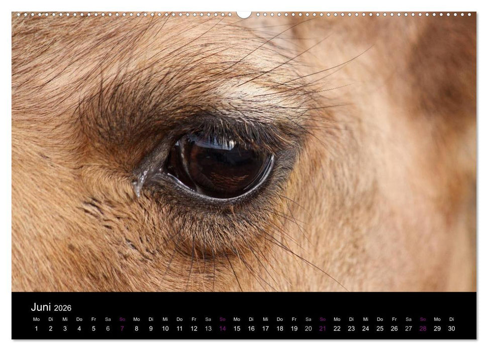 Kamele 2026 - Unterwegs mit zottigen Wüstenschiffen (CALVENDO Premium Wandkalender 2026)