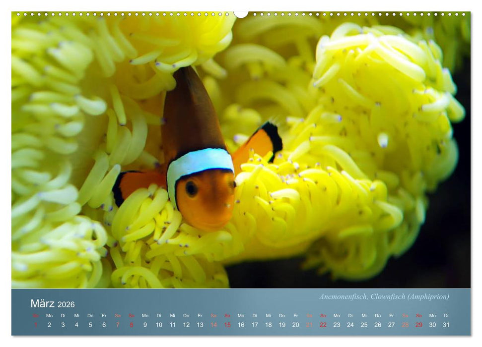 Bunte Riffbewohner - Fische, Anemonen und noch viel mehr (CALVENDO Wandkalender 2026)