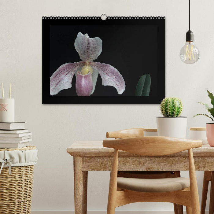 Frauenschuhe - die schönsten Orchideen der Welt (CALVENDO Wandkalender 2026)