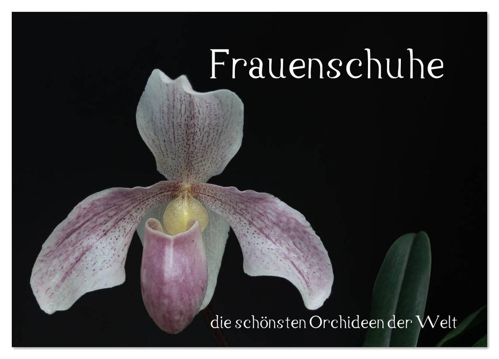 Frauenschuhe - die schönsten Orchideen der Welt (CALVENDO Wandkalender 2026)