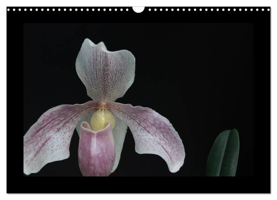 Frauenschuhe - die schönsten Orchideen der Welt (CALVENDO Wandkalender 2026)
