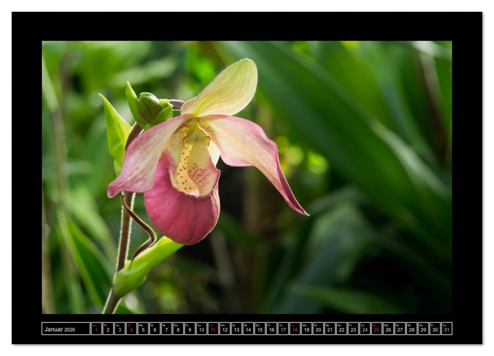 Frauenschuhe - die schönsten Orchideen der Welt (CALVENDO Wandkalender 2026)
