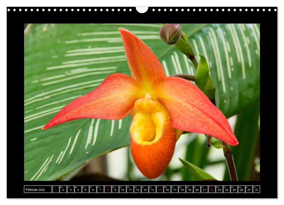 Frauenschuhe - die schönsten Orchideen der Welt (CALVENDO Wandkalender 2026)