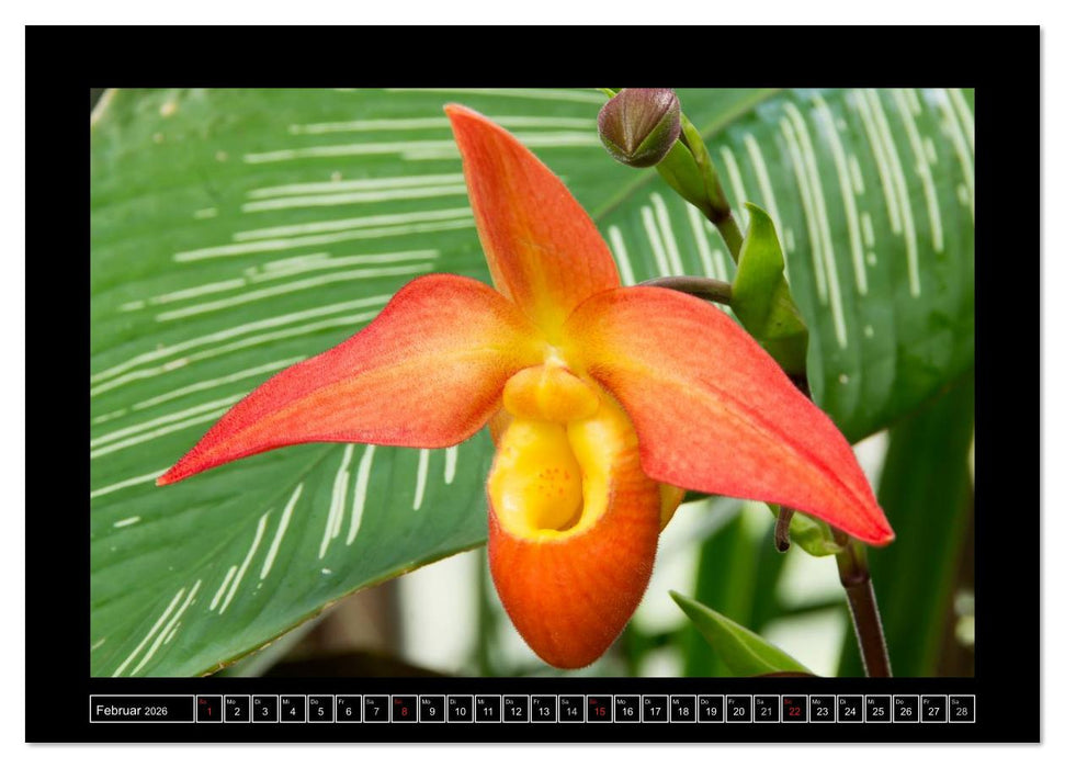 Frauenschuhe - die schönsten Orchideen der Welt (CALVENDO Wandkalender 2026)