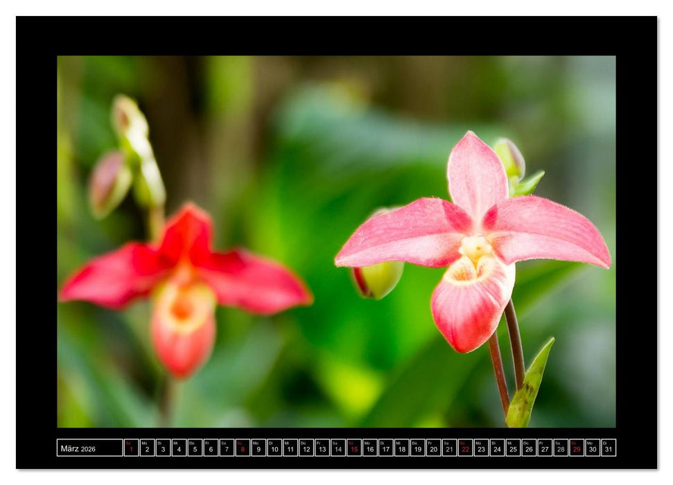 Frauenschuhe - die schönsten Orchideen der Welt (CALVENDO Wandkalender 2026)