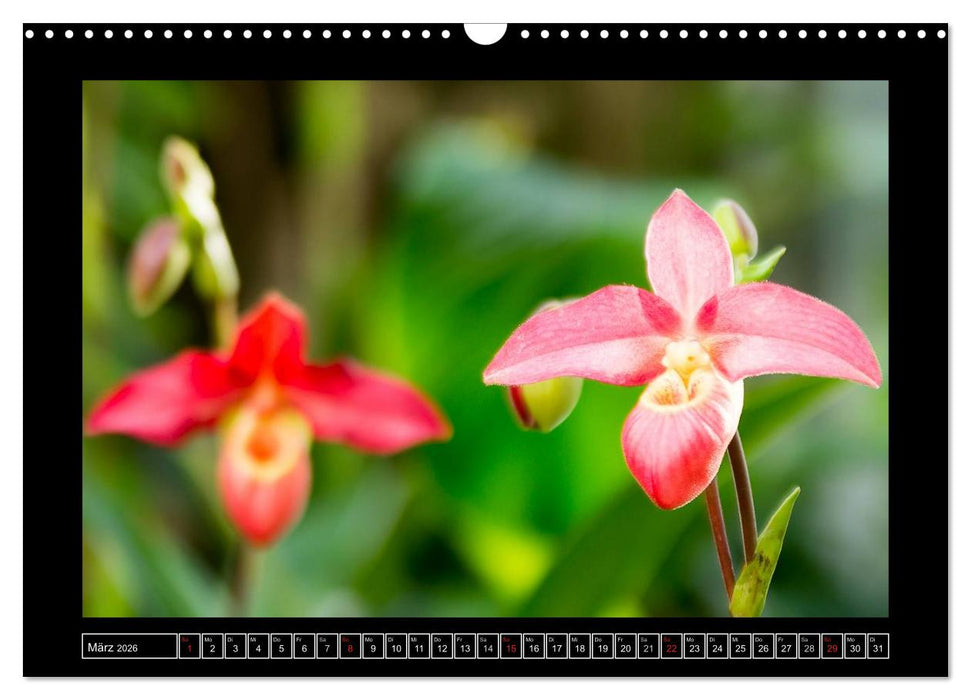 Frauenschuhe - die schönsten Orchideen der Welt (CALVENDO Wandkalender 2026)