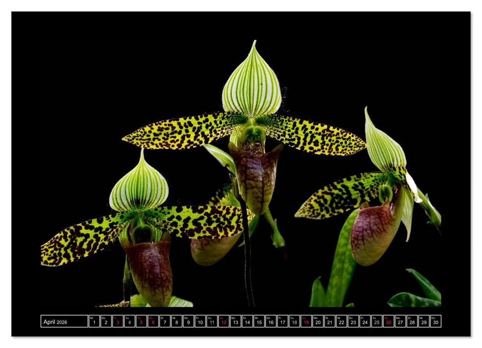 Frauenschuhe - die schönsten Orchideen der Welt (CALVENDO Wandkalender 2026)