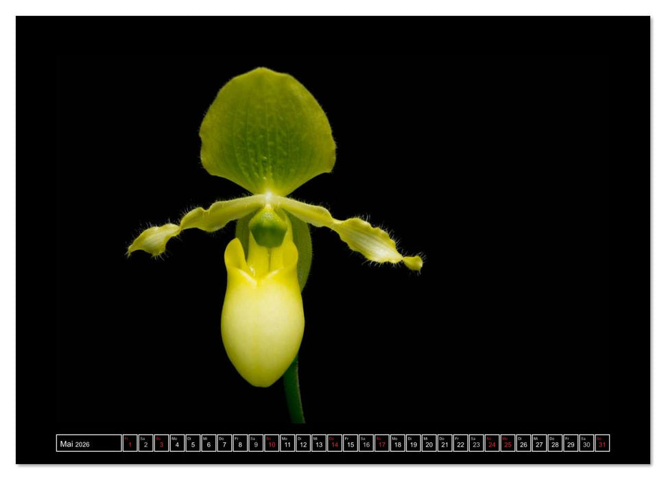 Frauenschuhe - die schönsten Orchideen der Welt (CALVENDO Wandkalender 2026)