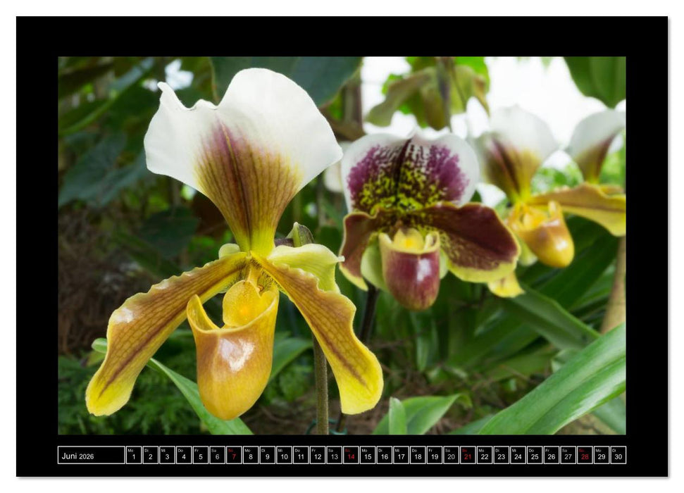 Frauenschuhe - die schönsten Orchideen der Welt (CALVENDO Wandkalender 2026)