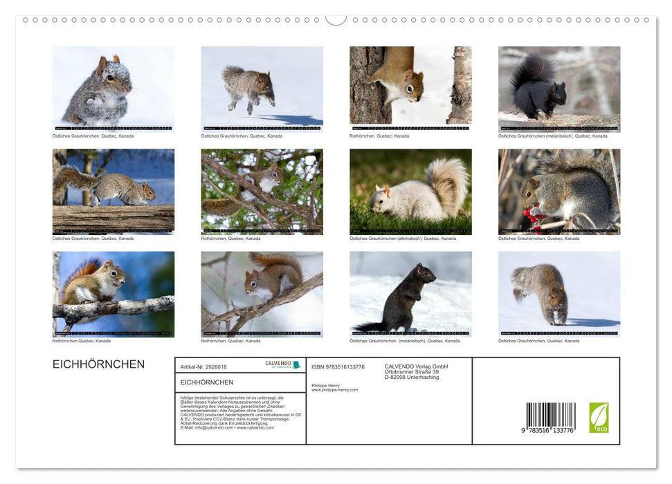 EICHHÖRNCHEN (CALVENDO Premium Wandkalender 2026)