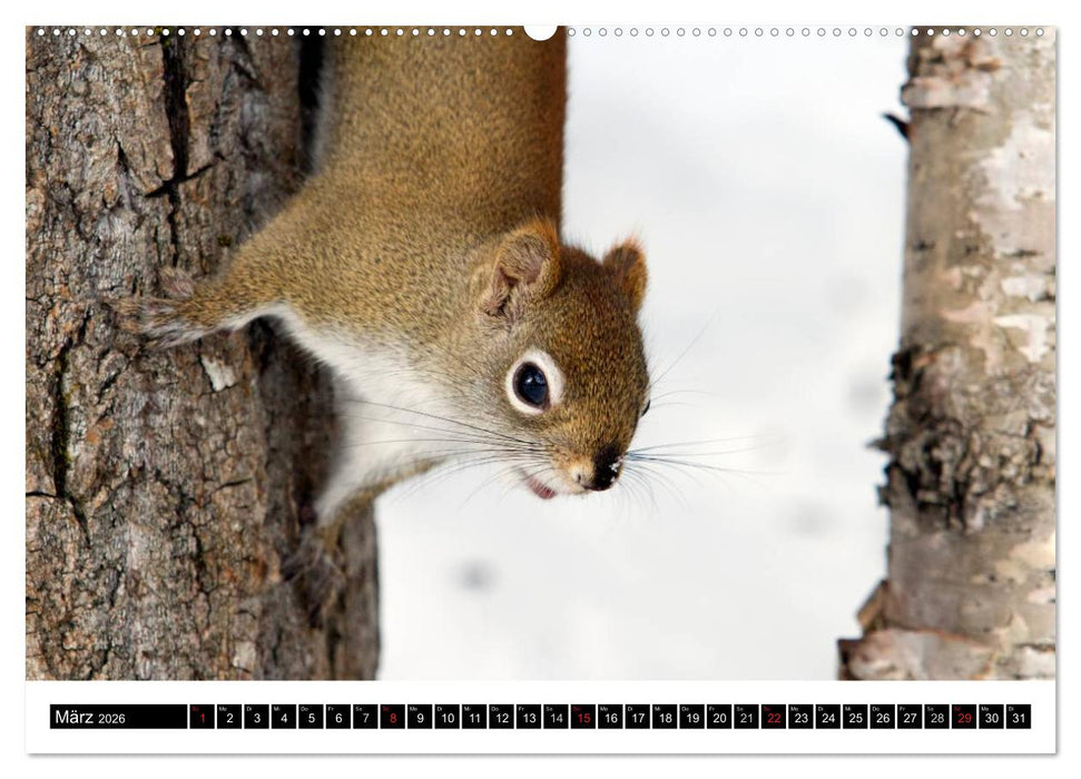 EICHHÖRNCHEN (CALVENDO Premium Wandkalender 2026)