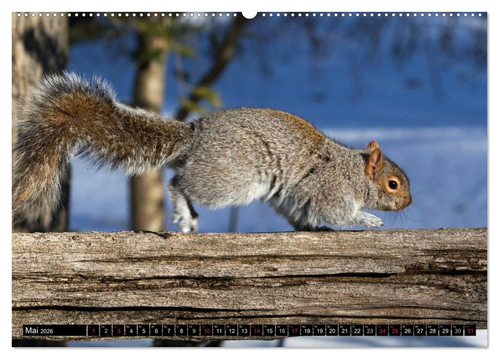EICHHÖRNCHEN (CALVENDO Premium Wandkalender 2026)