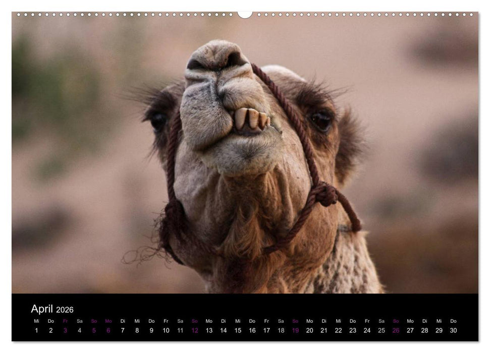 Kamele 2026 - Unterwegs mit zottigen Wüstenschiffen (CALVENDO Wandkalender 2026)
