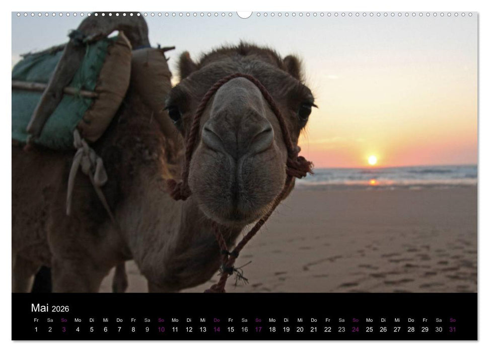 Kamele 2026 - Unterwegs mit zottigen Wüstenschiffen (CALVENDO Wandkalender 2026)