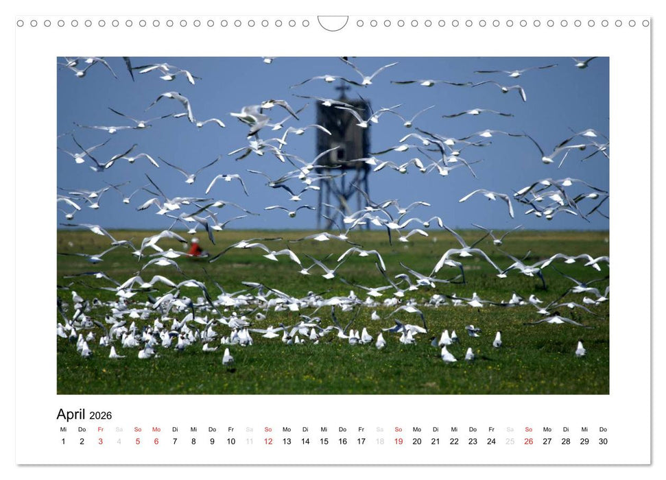 Die schöne Insel Neuwerk (CALVENDO Wandkalender 2026)