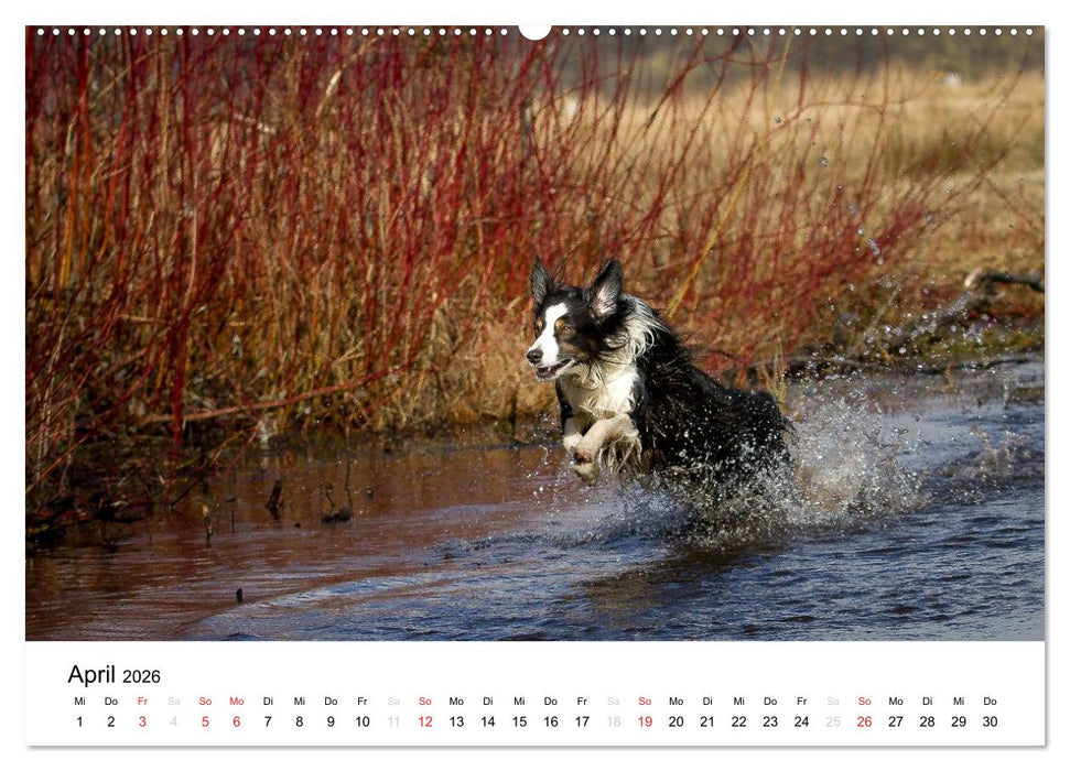 Australian Shepherd - Traum auf vier Pfoten (CALVENDO Wandkalender 2026)