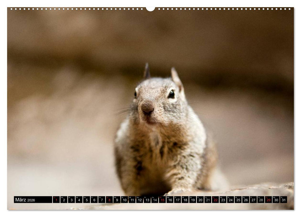 Yosemite - USA (CALVENDO Premium Wandkalender 2026)