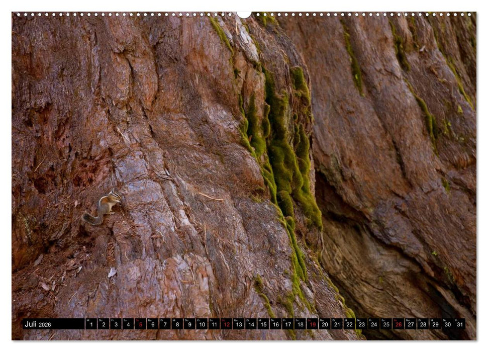 Yosemite - USA (CALVENDO Premium Wandkalender 2026)