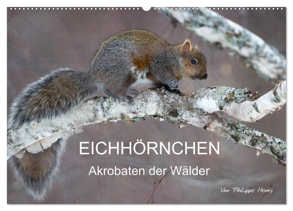 EICHHÖRNCHEN (CALVENDO Wandkalender 2026)