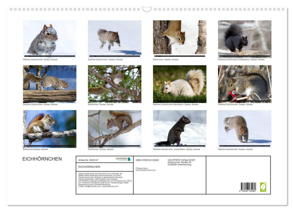 EICHHÖRNCHEN (CALVENDO Wandkalender 2026)